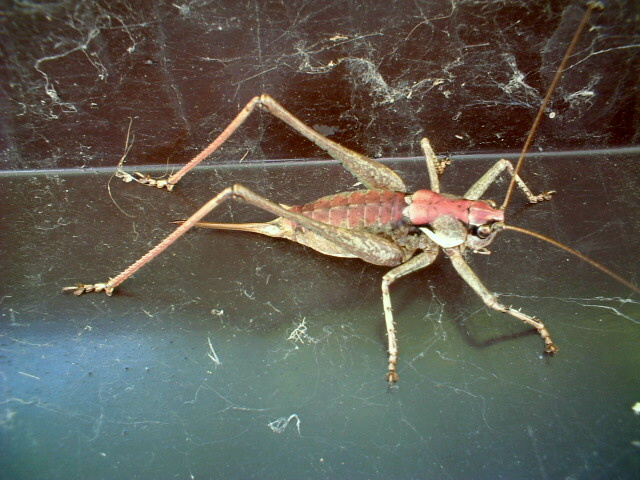 Ephippiger discoidalis e Antaxius (Chopardius) pedestris